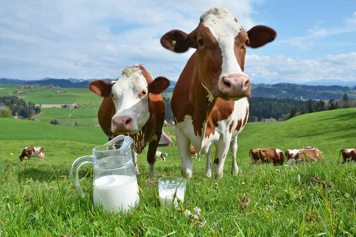 organic milk – Organic Boosting1
